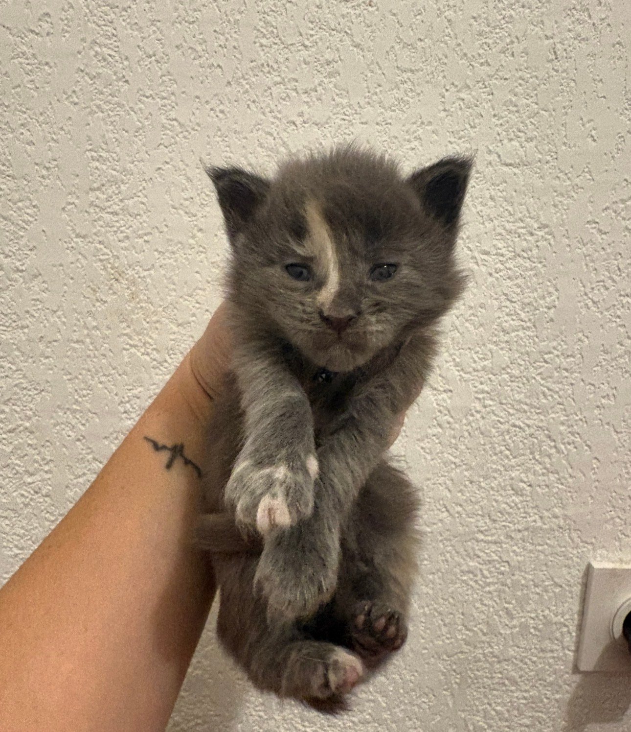 Banshee, Maine Coon femelle de la Chatterie des Moon Secrets